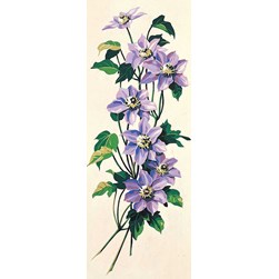 Canevas SEG Clématites violettes