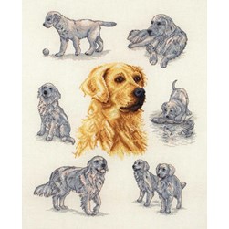 kit Point de croix Anchor Golden retriever dans tous ses états