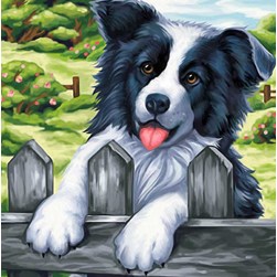 Broderie diamant Diamond Painting Border collie à la barrière