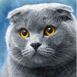 Broderie diamant Diamond Painting Scottish fold