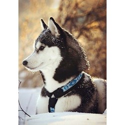 Broderie diamant Collection d'art Husky dans la neige