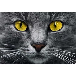 Broderie diamant Collection d'art Chat au regard persan