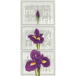 kit Point de croix Marie Coeur la floraison d'un iris