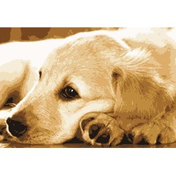 kit Point de croix Marie Coeur Golden retriever paisible