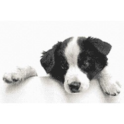 kit Point de croix Marie Coeur Petit border collie