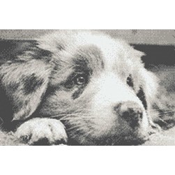 kit Point de croix Marie Coeur Le Berger australien à l'écoute