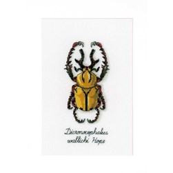 kit Point de croix Vervaco Le coléoptère doré