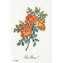 kit Point de croix Thea Gouverneur Roses Chazal sur lin