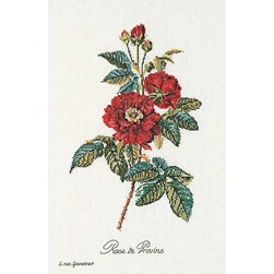 kit Point de croix Thea Gouverneur Roses van Spaendonck sur lin