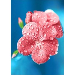 Broderie diamant Wizardi Douce rosée