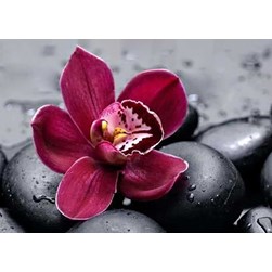 Broderie diamant Wizardi Orchidée sur les galets