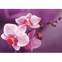 Broderie diamant Wizardi Branche d'orchidées