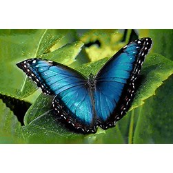 Broderie diamant Wizardi Papillon morpho