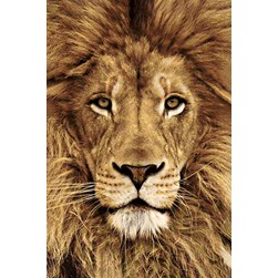 Broderie diamant Wizardi Lion sauvage