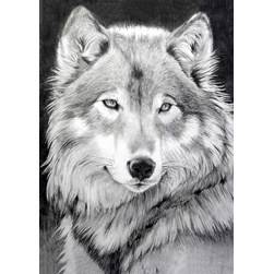 Broderie diamant Wizardi La beauté du loup gris