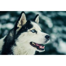 Broderie diamant Wizardi L'ami du nord