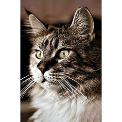 Broderie diamant Wizardi Un chat ahuri