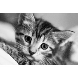 Broderie diamant Wizardi Un chat noir sur blanc