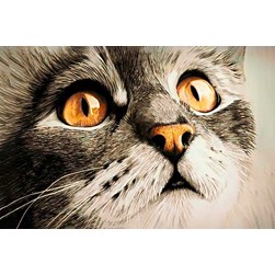 Broderie diamant Wizardi Un chat sidéré