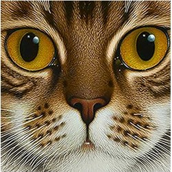 Broderie diamant Wizardi Le chat au regard perçant