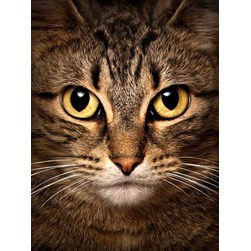 Broderie diamant Wizardi Le chat aux yeux jaunes