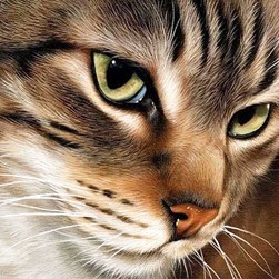 Broderie diamant Wizardi Le chat contemplatif