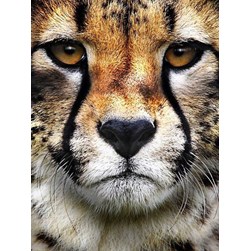 Broderie diamant Wizardi Le regard du lynx